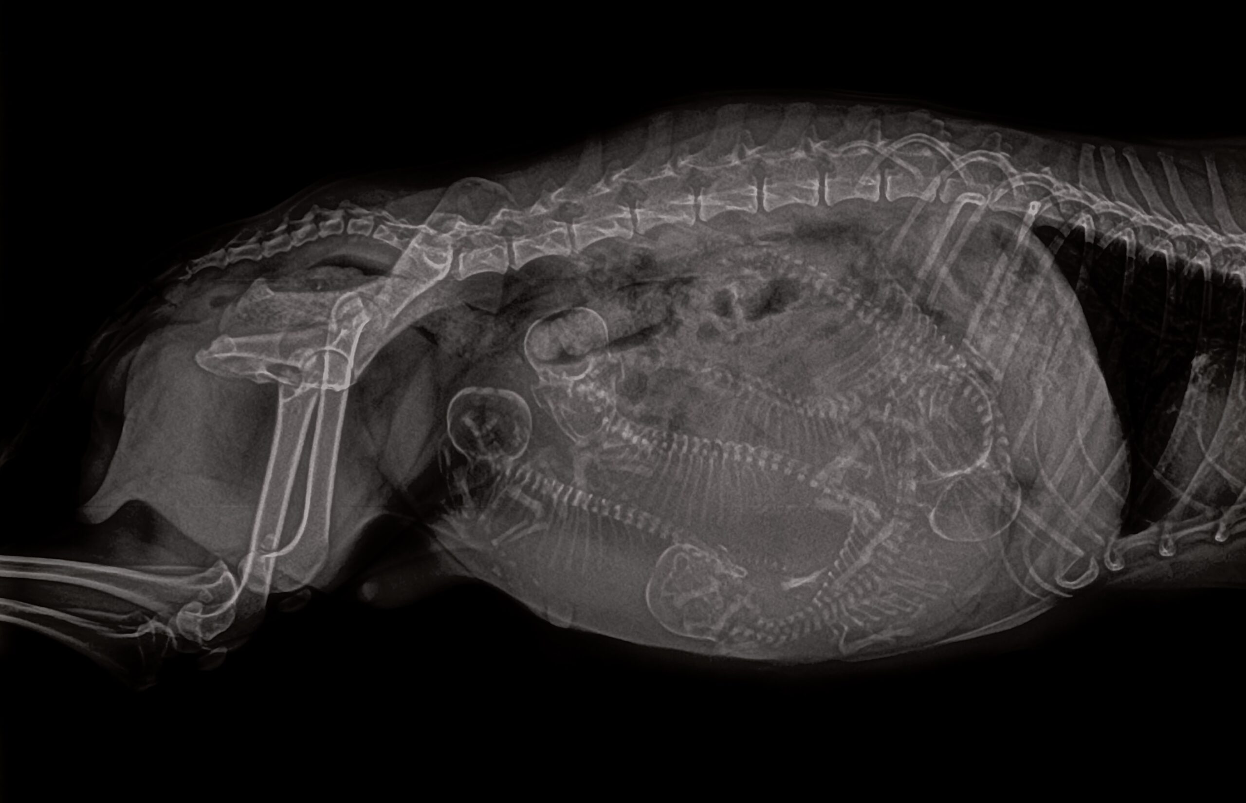 Fany Linda roux gestation