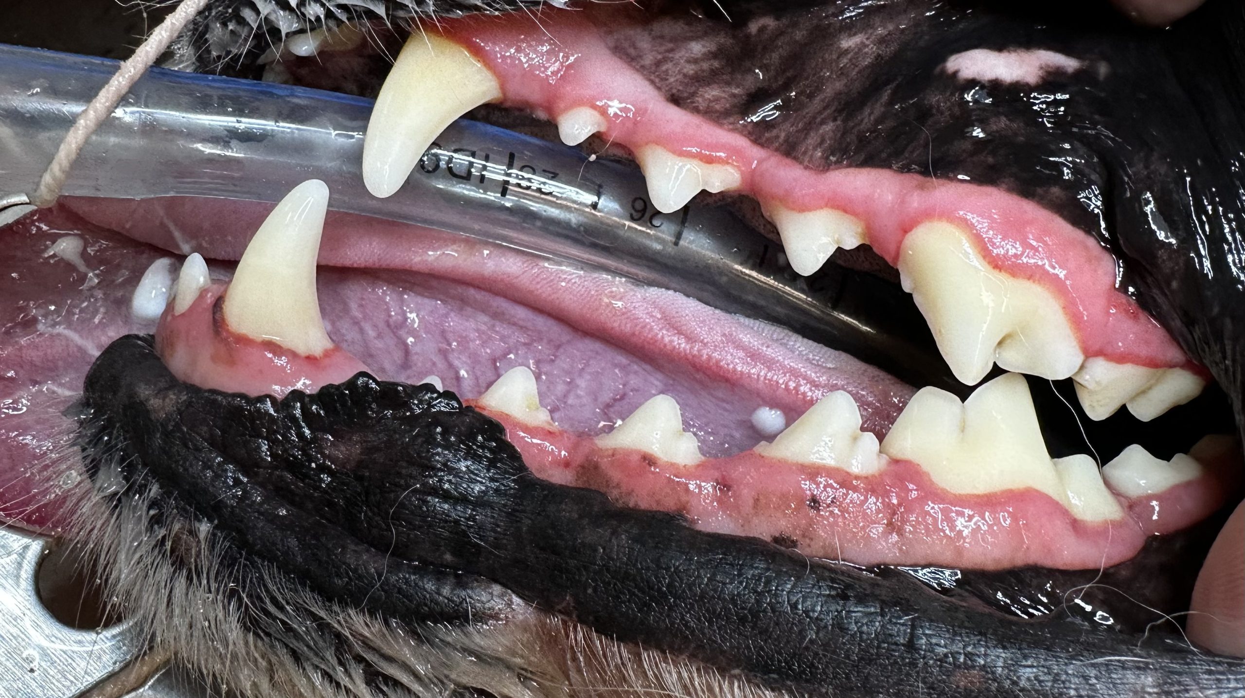 Photo illustrative d’un soin dentaire vétérinaire (procédure sous anesthésie).
