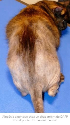 Dermatite allergique aux piqûres de puces chez le chat