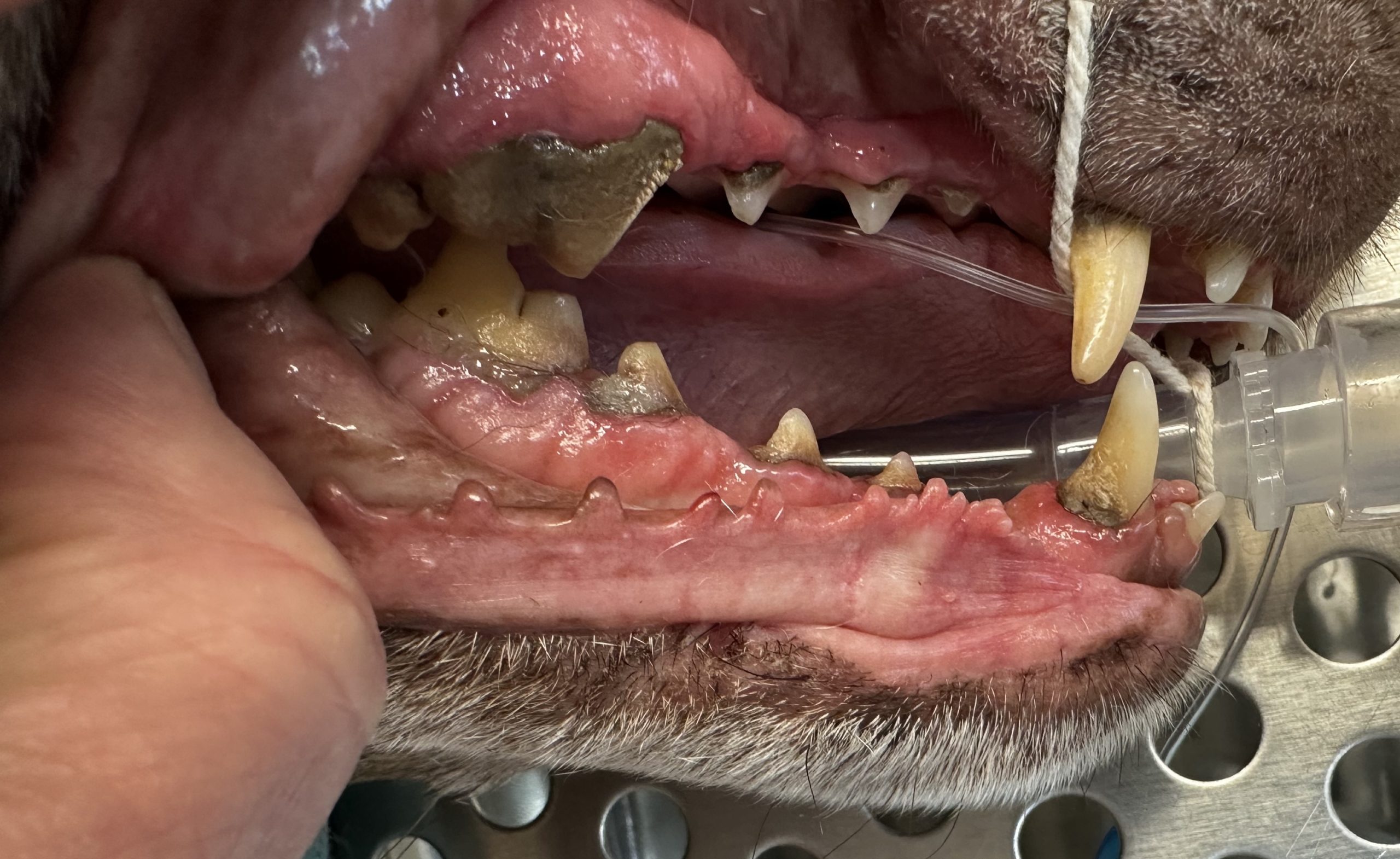 Bouche d’un animal montrant tartre et inflammation gingivale.