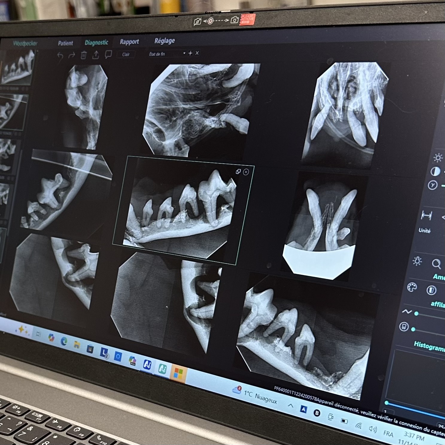 Radiographies dentaires vétérinaires permettant d’évaluer les racines et l’os de soutien.